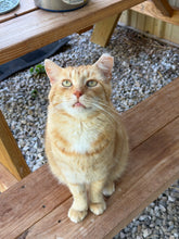 Load image into Gallery viewer, Tiger

